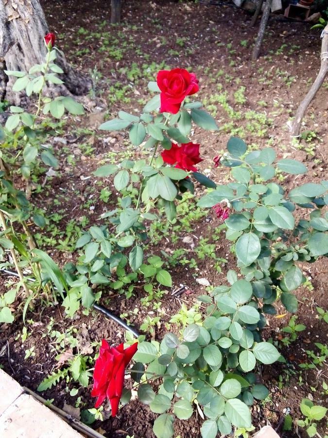 Vila Il Giardino Di Hyccara Carini Exteriér fotografie